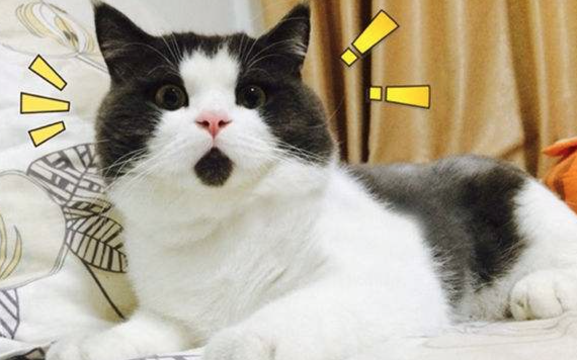 猫咪经济：恋爱结婚成本变高，90后喜欢和猫过！