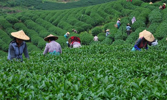 又想骗我去种茶？今年明前龙井5000一斤