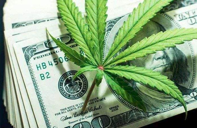 工业大麻每公斤仅9元，农民心里没底，不如种烤烟！
