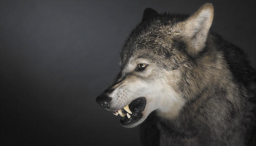 狼性文化对公司有大害