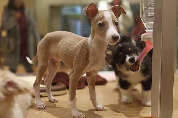 日本宠物比孩子多300万：全日本大约有1850万只宠物