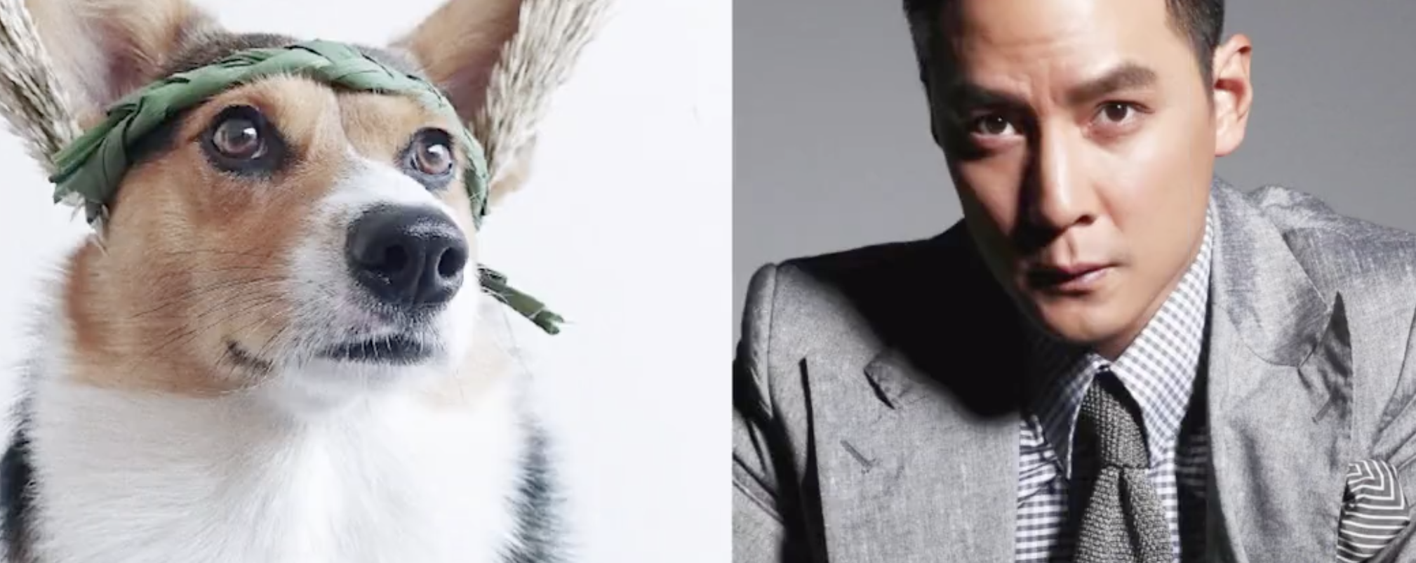 单身美女养出狗中吴彦祖，豪掷百万为狗创业！