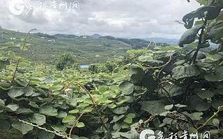 “綠蛋”變“金蛋”！修文獼猴桃 脫貧致富果