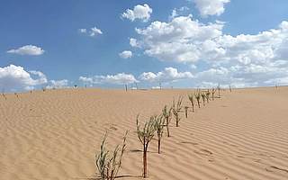 你在螞蟻森林種的樹(shù)，根都13米長(zhǎng)啦！