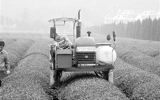 这些能人让机器替代采茶女