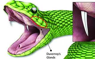 受毒蛇毒牙啟發 科學家創造出新的微針給藥系統