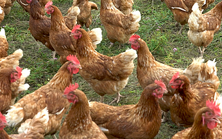 “海豚語”十級不是夢！ 這種AI已精通多門“動物”語言