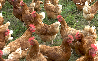 海豚语十级不是梦 AI已精通多门“动物”语言