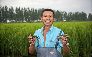 两种农村，看中国电商之变