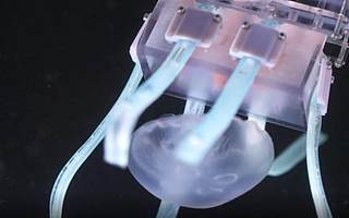 科学家研发出超软机器人抓手 可用于安全捕获水母