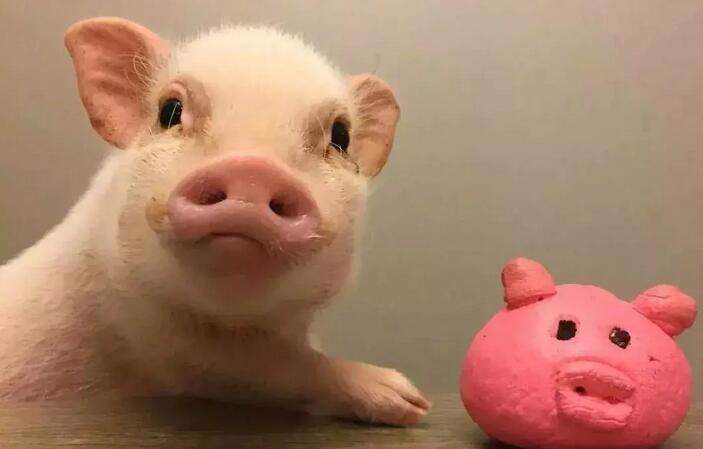 互联网公司养猪：AI养猪到底哪家强？