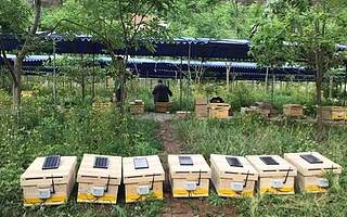 阿里巴巴发布丰收节助农“黑科技”：智能养蜂系统让30万蜂农增产20%