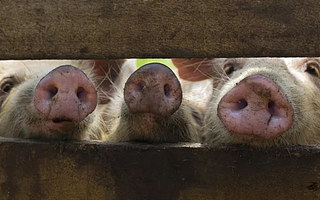 大佬們的掌上明“豬”