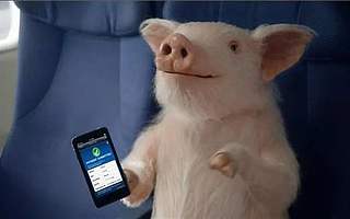 【特別報道】AI為什么救不了“想上天”的豬？