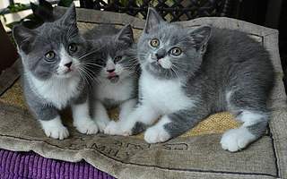 宠物赛道小米再出手：猫猫狗狗科技完成A轮融资