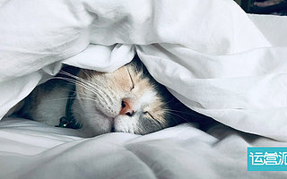 潮品电商的新增长点：懒经济