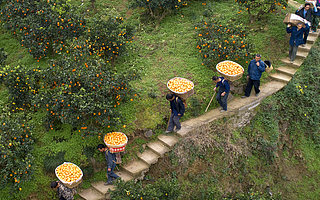 抓住這三個關注點，農(nóng)業(yè)科技投資勢在必行