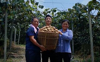 湘西獼猴桃借蘇寧拼購(gòu)起飛 優(yōu)質(zhì)低價(jià)水果走入尋常百姓家