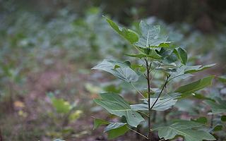 惠普攜手世界自然基金會,為森林保護(hù)貢獻(xiàn)力量