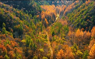 留壩四千年古銀杏樹，趁沒火人少趕緊打卡吧