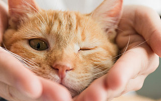 1年兩千億，寵物市場爆發：高瓴悄悄投了100多家企業