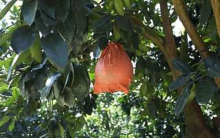 从乾隆贡品到老百姓的“致富果”，这颗蜜柚大步走上“网红”之路