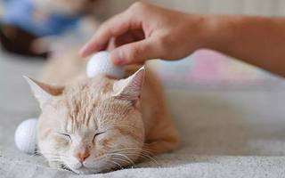 寵物醫(yī)療爆發(fā)前夜，鏟屎官們正在考慮什么