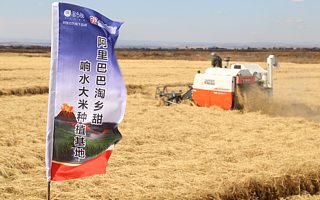 幫優(yōu)質(zhì)大米跨越山海關(guān) 阿里數(shù)字農(nóng)業(yè)事業(yè)部首秀黑龍江