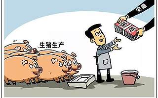 豬肉價格持續上漲 養殖戶：有多少豬豬販子都收