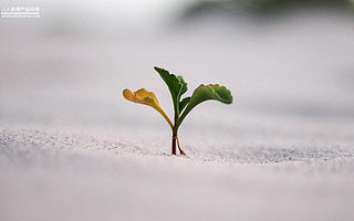 產(chǎn)品經(jīng)理之「種子」挑選和栽培