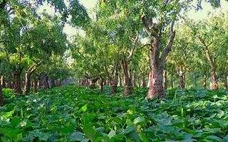 300年以上古枣树就有9000多棵，这座城就是一部中国种枣史