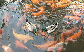 重構水產養殖行業供給側，覽宋科技產品上線三個月銷售三萬臺