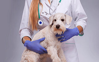 【獨(dú)家】賦能寵物門店新零售轉(zhuǎn)型，爍耙科技獲數(shù)百萬(wàn)天使輪融資