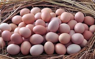 禽蛋B2B公司“蛋小二”获千万元天使轮融资