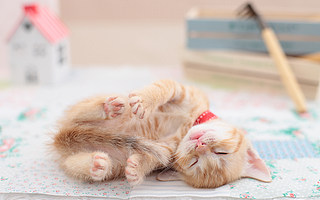 每一只猫都是个高贵的李佳琦