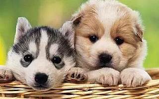 猫狗上行，投资下行