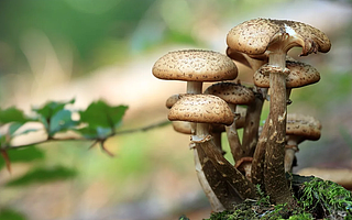 3000亿规模食用菌行业机会挖掘 | 多元化品种，工厂化生产