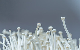 挖掘3000億規(guī)模的食用菌行業(yè)機(jī)會(huì)
