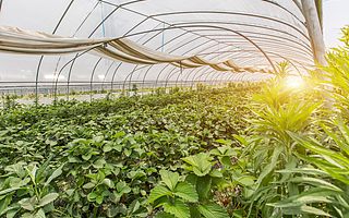 中国农业科学院植物保护研究所徐学农：将科研推向应用，农业创新的市场机会很大