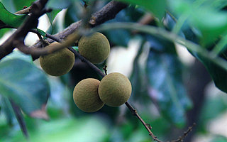 高州市晟丰水果专业合作社理事长刘雪花：农业创新让高州储良龙眼走向世界