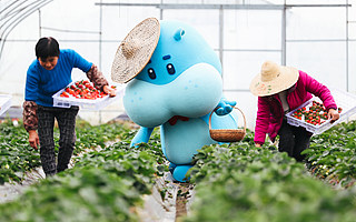 为什么要自己种草莓？盒马和中化一起搞了场新农业实验