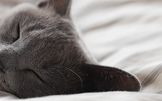 獲瑪氏寵物C輪戰(zhàn)投 估值70億元 “瑞派寵物”將寵物醫(yī)院開(kāi)到50城