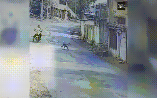 殺人猴肆虐引起民憤，印度求助“猴臉識別”“大數據絕育”技術