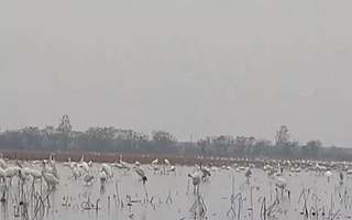 就在南昌高新区！2019鄱阳湖国际观鸟周：“全世界离白鹤最近的地方！”