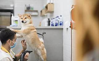 給寵物洗澡為什么需要 10 頁紙的作業程序？這家公司告訴你答案|創業