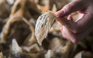 燕窝，是智商税还是真补品？