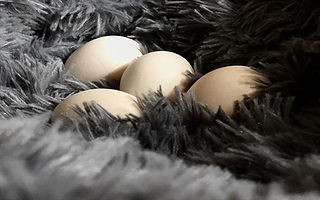 打通蛋品F2B2C模式产业链，懒龙龙完成2300万元A轮融资