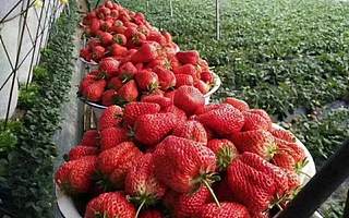 东北富二代创业卖草莓遭到全家人反对，亏百万还是要干，到底为了啥？