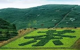 关于促进广西茶产业高质量发展的若干意见