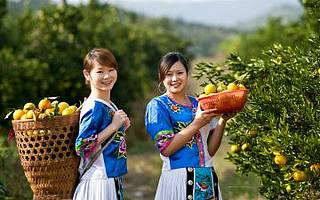 聚划算百亿补贴“秒空”2万斤冰糖橙，电商助力湖南麻阳全面脱贫